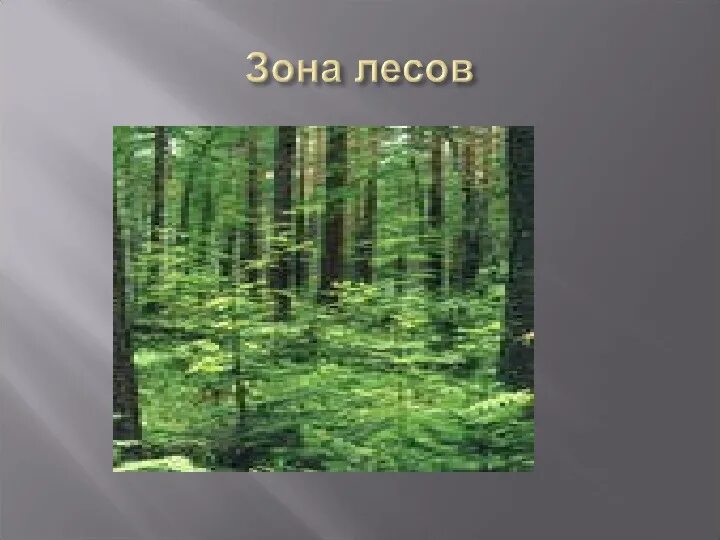 Урок лесная зона. Зона лесов. Зона лесов окружающий мир. Зона лесов 4 класс окружающий мир. Растения зоны лесов 4 класс.