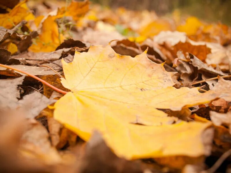 последний желтый лист слушать. осенний желтый лист кружась упал в траву. александр листьев листьев. ветка с желтыми листьями. день желтых листьев 24 октября.
