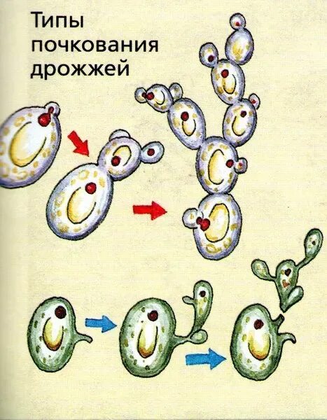 Размножение дрожжей спорами. Почкование дрожжевых грибов. Дрожжи грибы размножение. Размножение дрожжей почкованием схема. Почкование грибов биология.