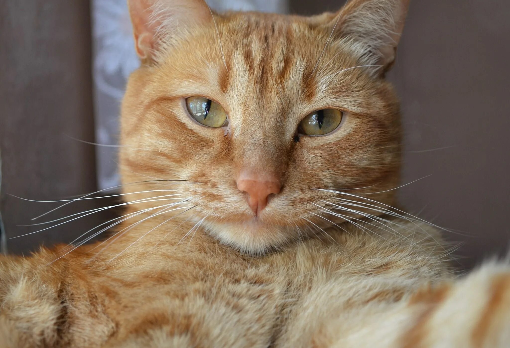 Коты рыжие веселые. Рыжий кот. рыжая кошка. смешной рыжий кот. смешные рыжие коты.