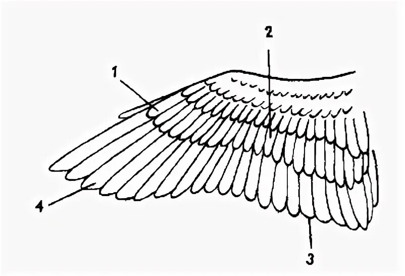 Расположение перьев у птиц. Строение покровного пера птицы. Внешнее строение крыла птицы. Строение крыльев. Крыло птицы.