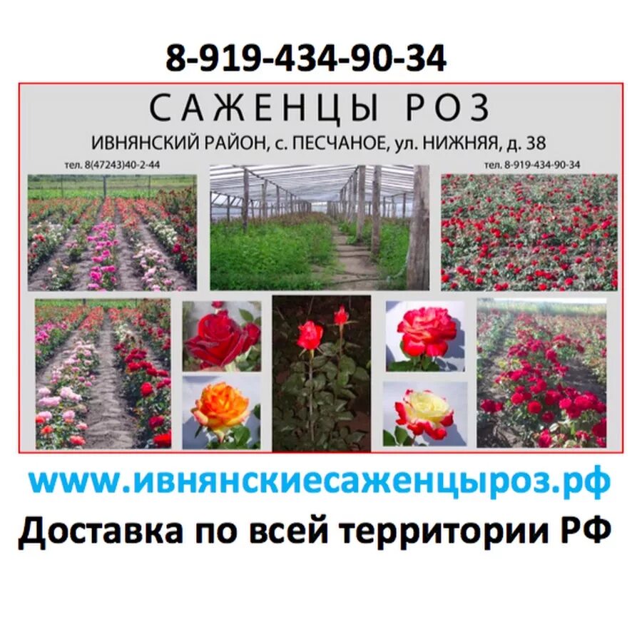 Новгород розы саженцы