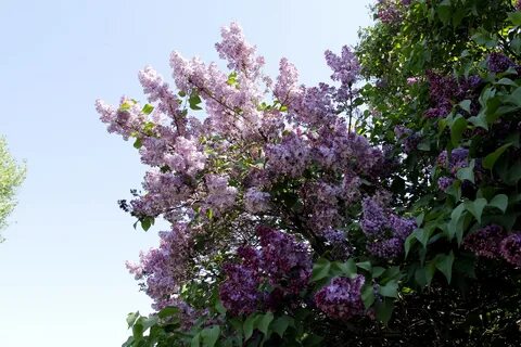 Сирень в саду песня