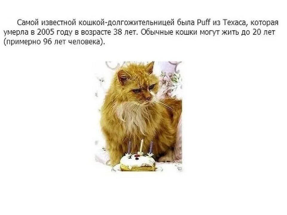 Интересные факты о кошках и котах. Интересные факты о кошках. кот интересные факты. факты о котах и кошках. кошки интересные факты о кошках.