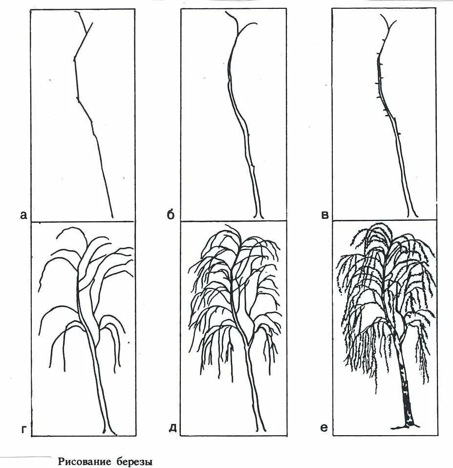 Графика первые уроки. Поэтапное рисование березы. Этапы рисования дерева. Характер линий в рисунке. Дерево для рисования.