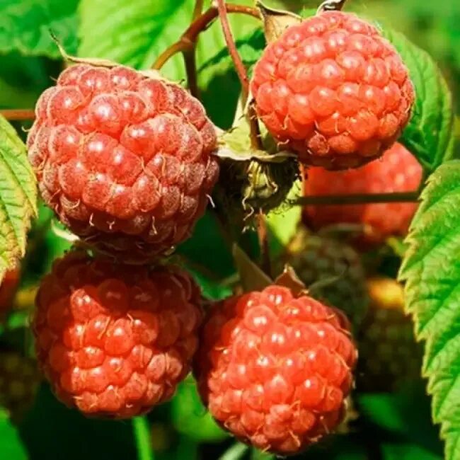Малина пересвет традиционные сорта. Малина rubus idaeus. Малина пересвет описание сорта отзывы. Малина пересвет описание сорта отзывы. Сорт малины пересвет.