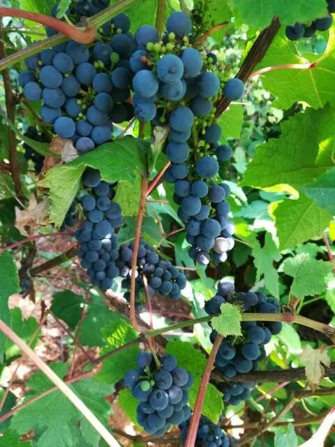 плечистик северный виноград описание. виноград северный плечистик. сорт винограда плечистик. виноград северных широт магнитогорский. виноград саперави северный.
