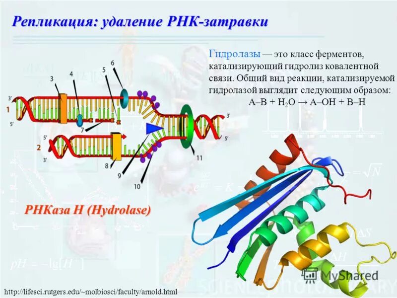 Рнк затравка