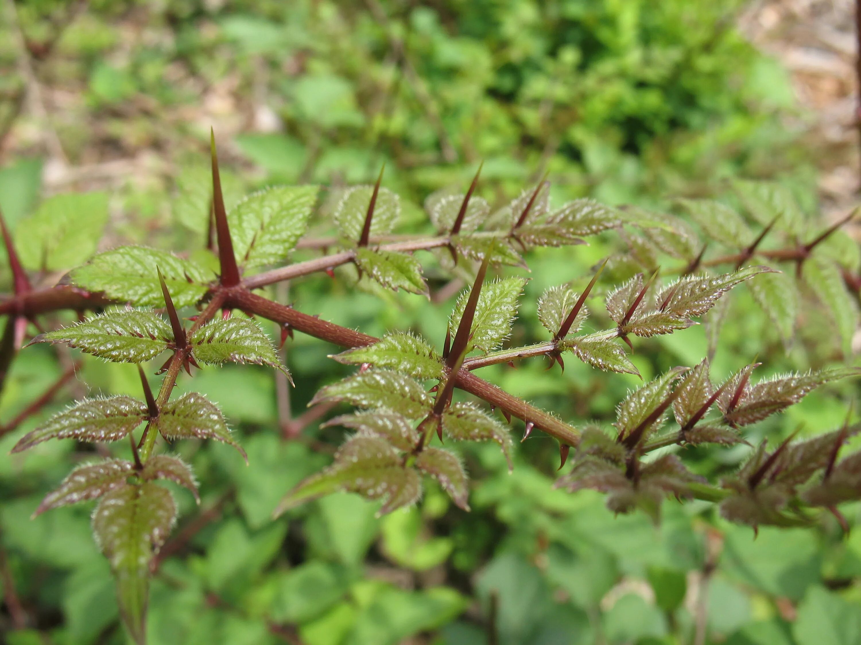 Колючий край листа. Аралия колючая (Aralia spinosa). Аралия маньчжурская шипы. Аралия маньчжурская (Aralia mandshurica). Аралия маньчжурская колючки.