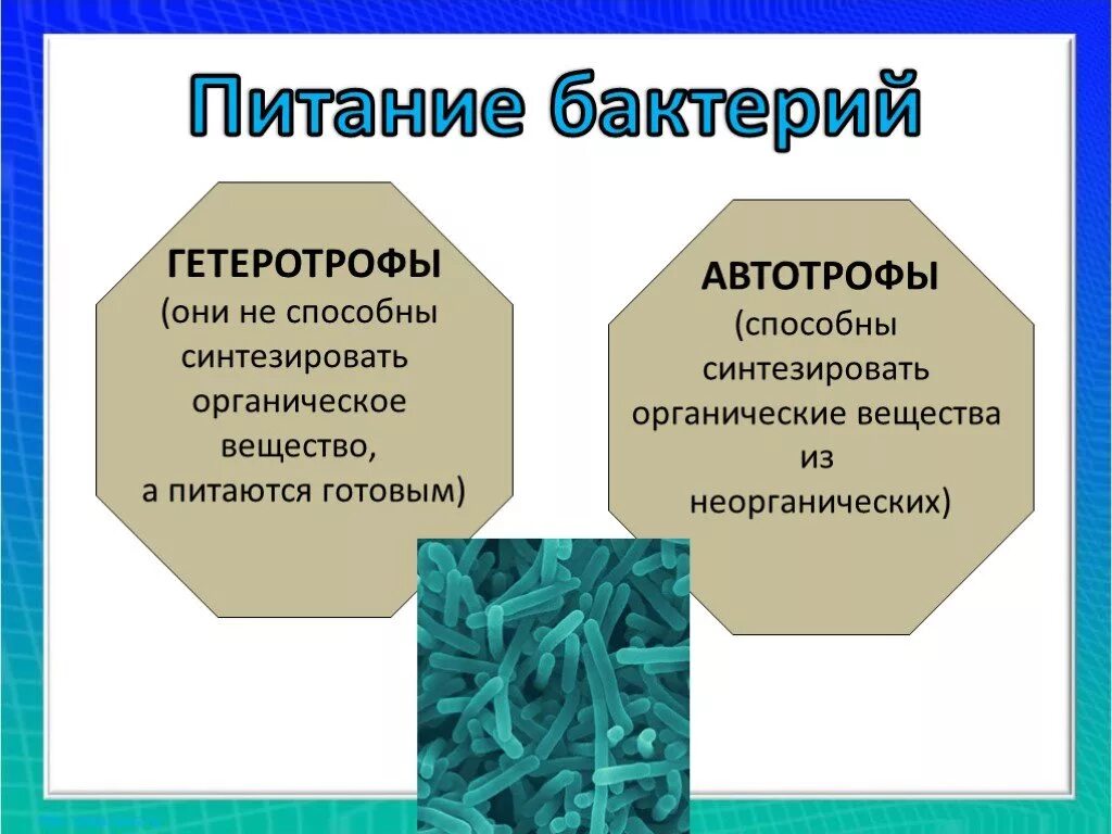 Какие вещества образуют тело бактерии. Автотрофы бактерии способы питания. Питание бактерий гетеротрофы. Типы питания бактерий. Бактерии питающиеся органическими веществами.