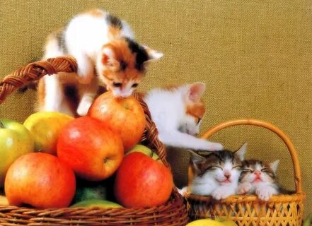 Cat fruits