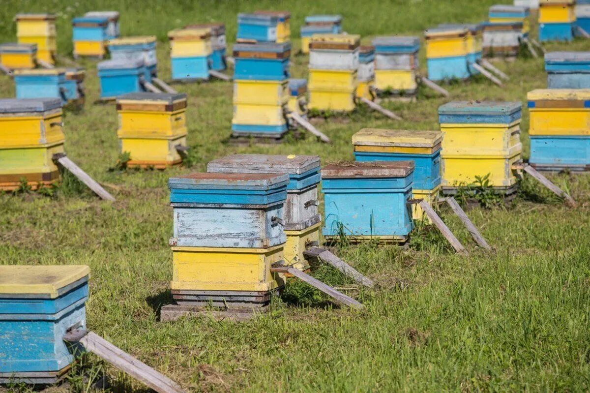 Пасек под. Пасека пчёлка чемал. пасека медовый рай алтай. пасека 13 чемал. пасека 13 горный алтай.