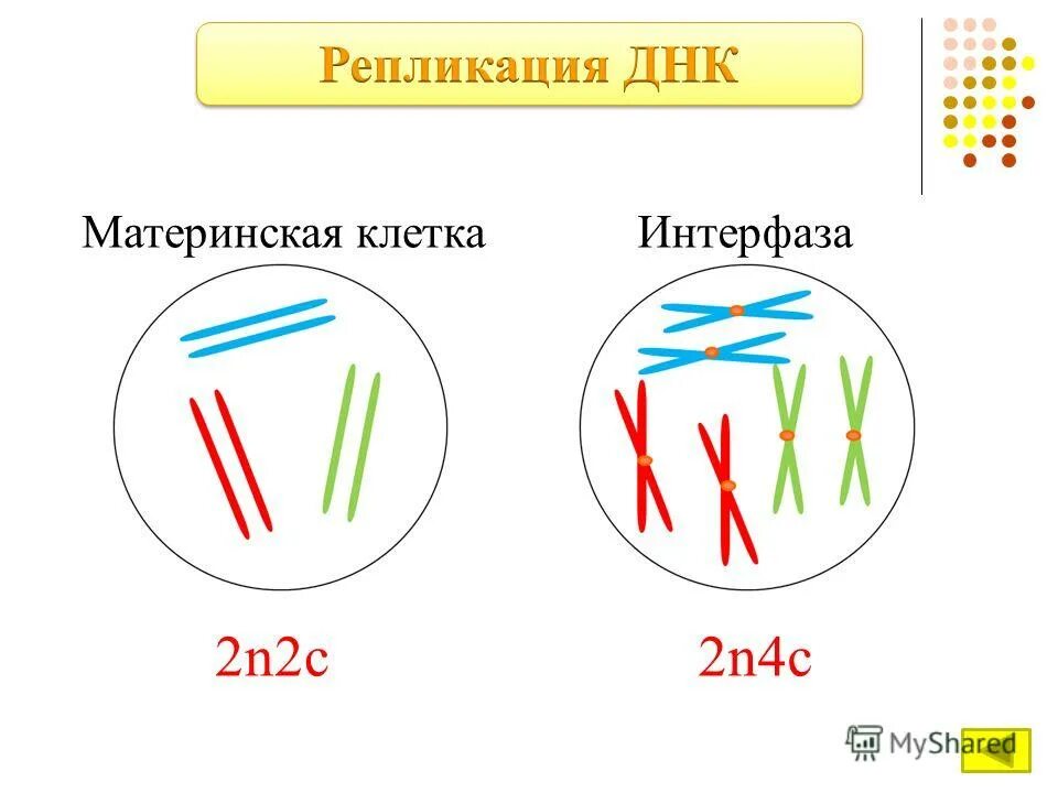 Набор хромосом и днк клетки 2n2c. Хромосомный набор 2n2c. Набор клетки 2n2c. Набор хромосом 2n 2c 2n2c. Хромосомный набор 2n4c.