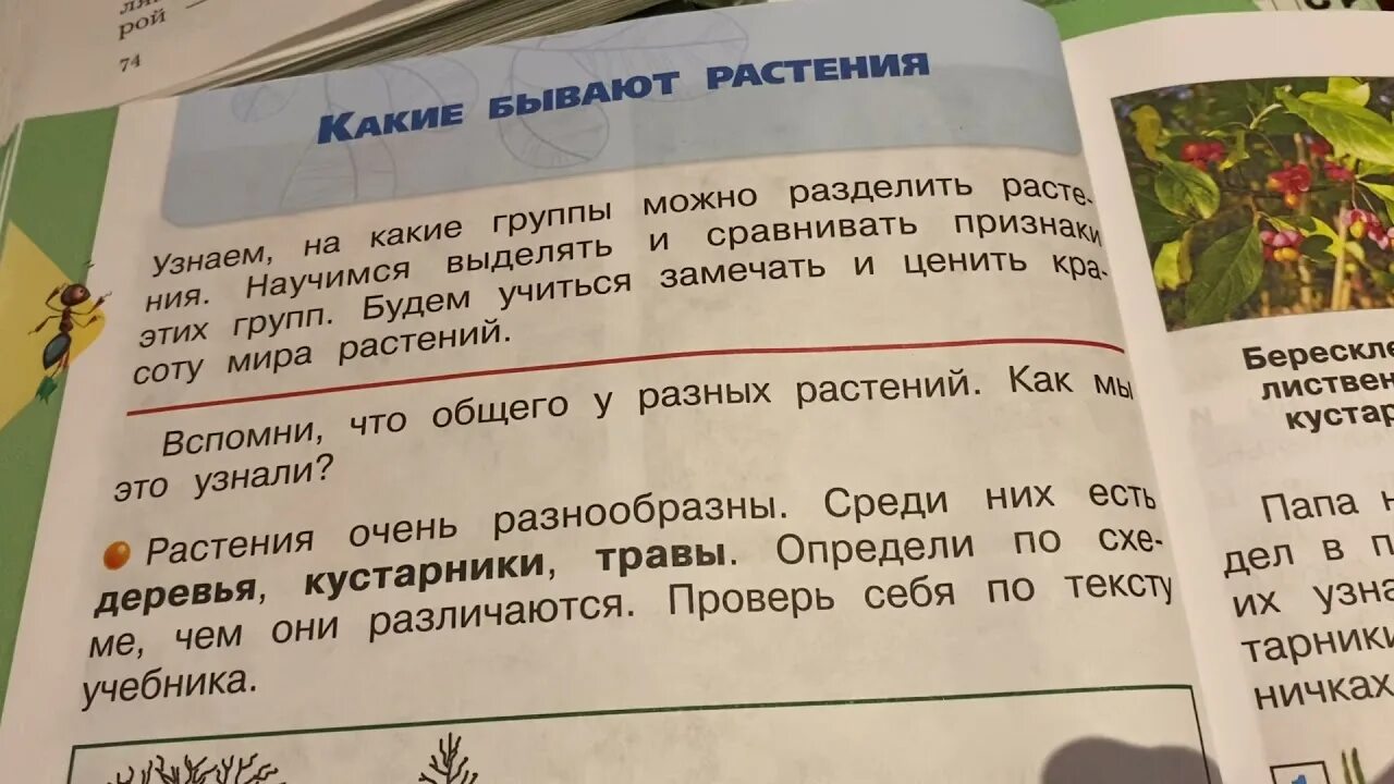 Какие бывают растения окружающий мир 2 класс. Плешаков 2 класс какие бывают растения. Какие бывают растения окружающий мир 2 класс Плешаков. Какие бывают растения 2 класс окружающий мир видеоурок. Окружающий мир 2 класс 2 часть учебник такие бывают растения.