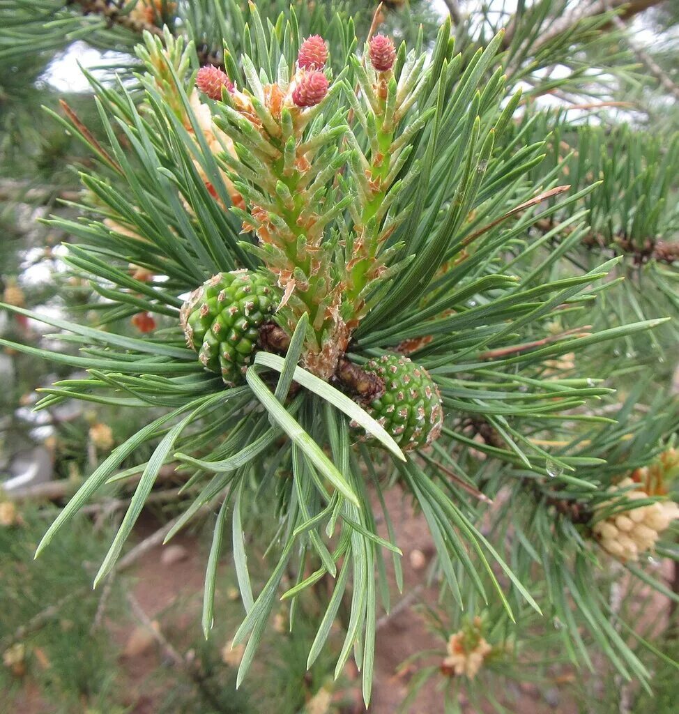 Сосна Кедровая armandii. Сосна Пиния шишки. Сосна Бурбон кедр. Стробилы сосны. Приросты сосны