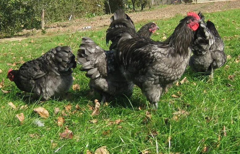 Джерсийский гигант куры. Джерсийский гигант голубой. Курица Джерсийский гигант. Петух Джерсийский гигант.