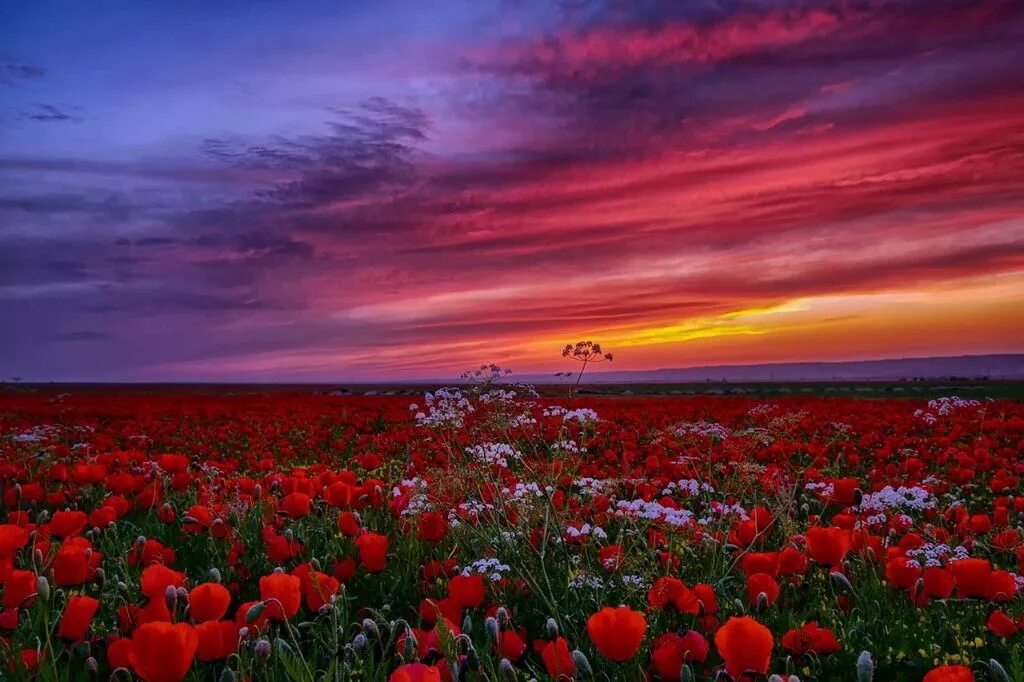 Flower sunset. Тургеневка Крым Маковое поле. Маковое поле на закате Крым. Цветущее поле.