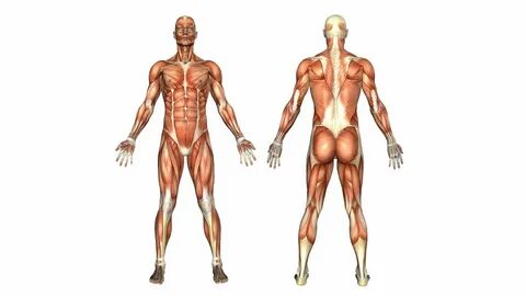 Variable body