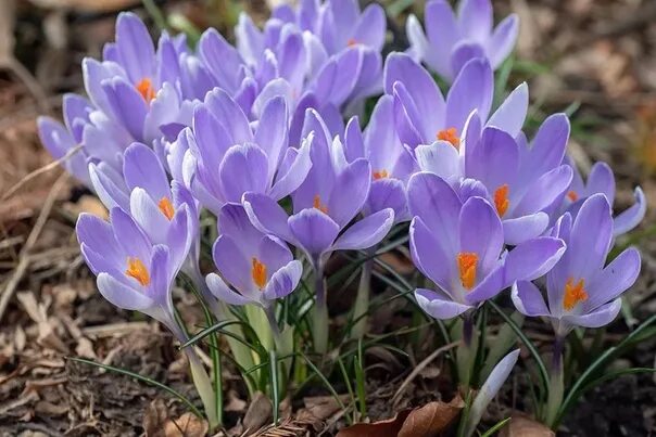 Крокус какой район. Крокус крупноцветковый Vanguard. Crocus vernus (l.) Hill Крокус весенний. Крокус cassiope (1шт.). Крокус Блю Оушн.