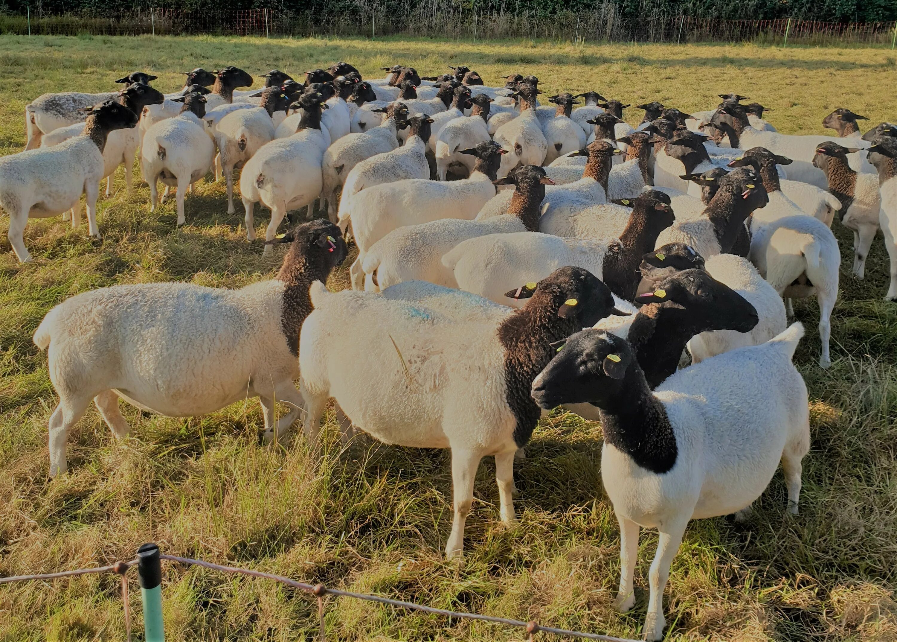Авито породы овец. Овцы Дорпер. Дорпер порода. Черноголовый Дорпер. Южноафриканская порода овец Дорпер.