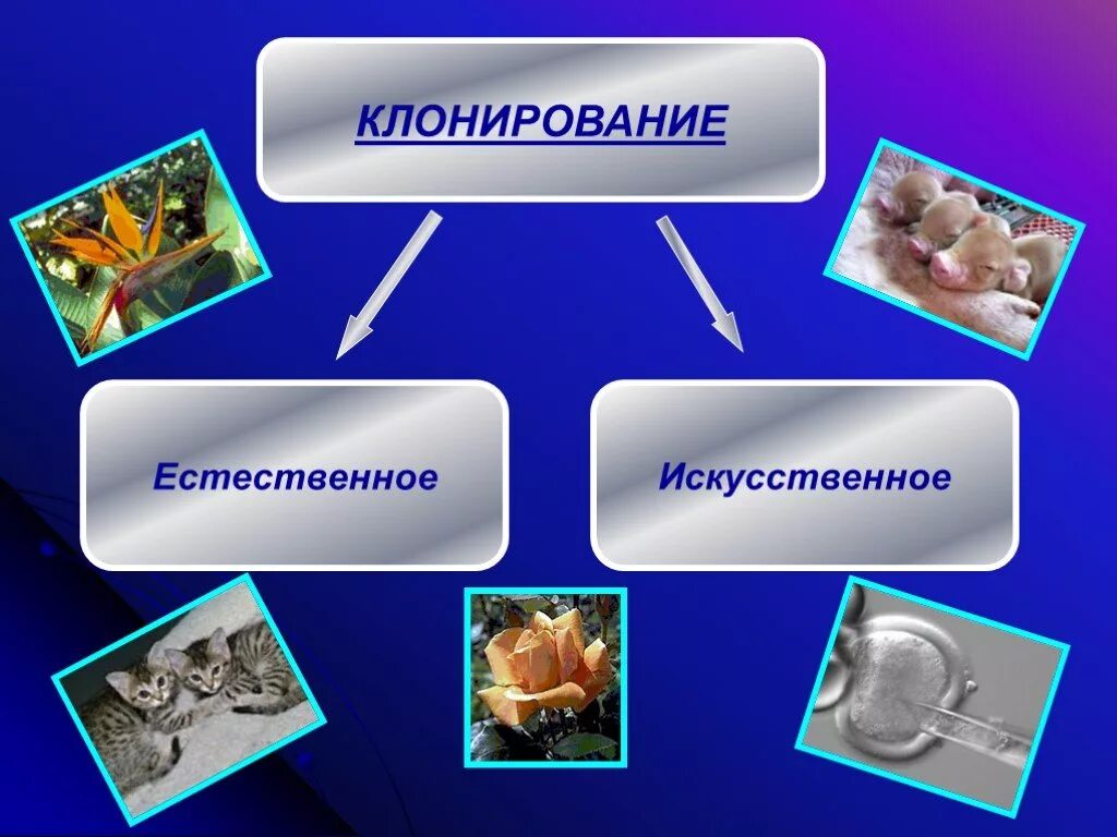 Направление клонирования. Презентация на тему клонирование. типы клонирования. естественное клонирование в биологии. естественное и искусственное клонирование.