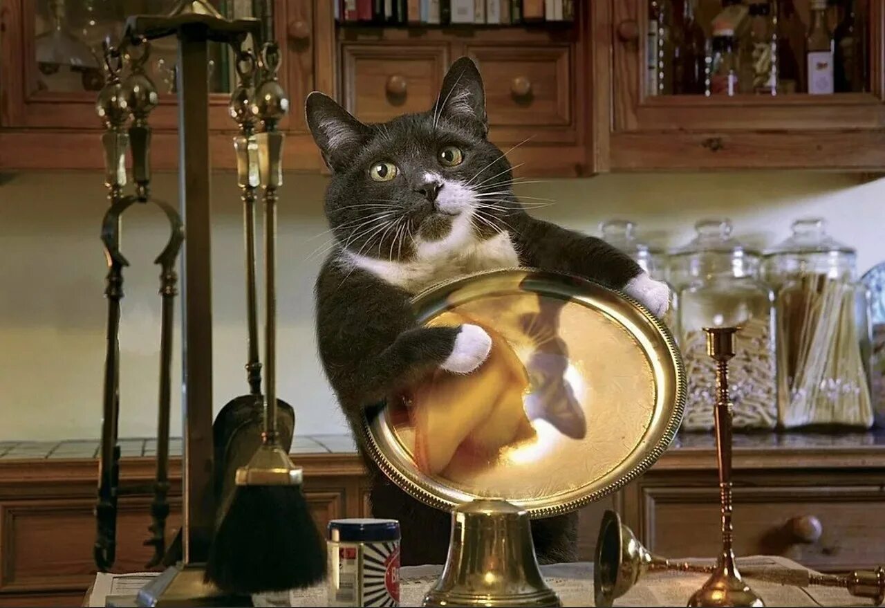 Большой кот домохозяин. Кошка хозяюшка. кошка убирается. кошка хозяйка в доме. кот домохозяин.