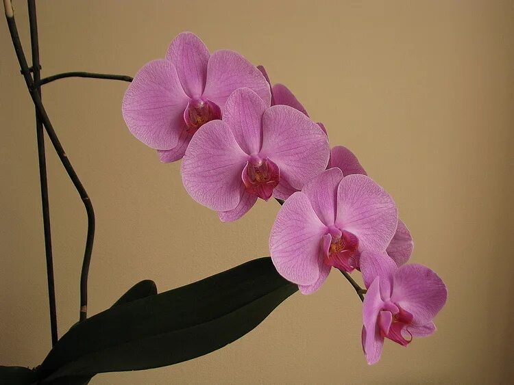 Розовые фаленопсисы сорта. Орхидея фаленопсис. Орхидея phalaenopsis salinas. Розовые фаленопсисы сорта. Розовые фаленопсисы сорта.