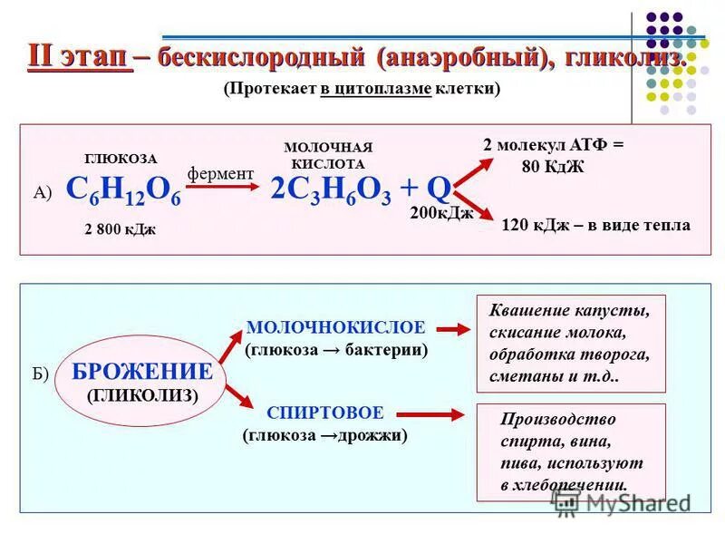 уравнение бескислородного этапа энергетического обмена. общее уравнение спиртового брожения. сравните процессы аэробного и анаэробного дыхания. какие продукты образуются при аэробном дыхании. какие продукты образуются при аэробном дыхании.