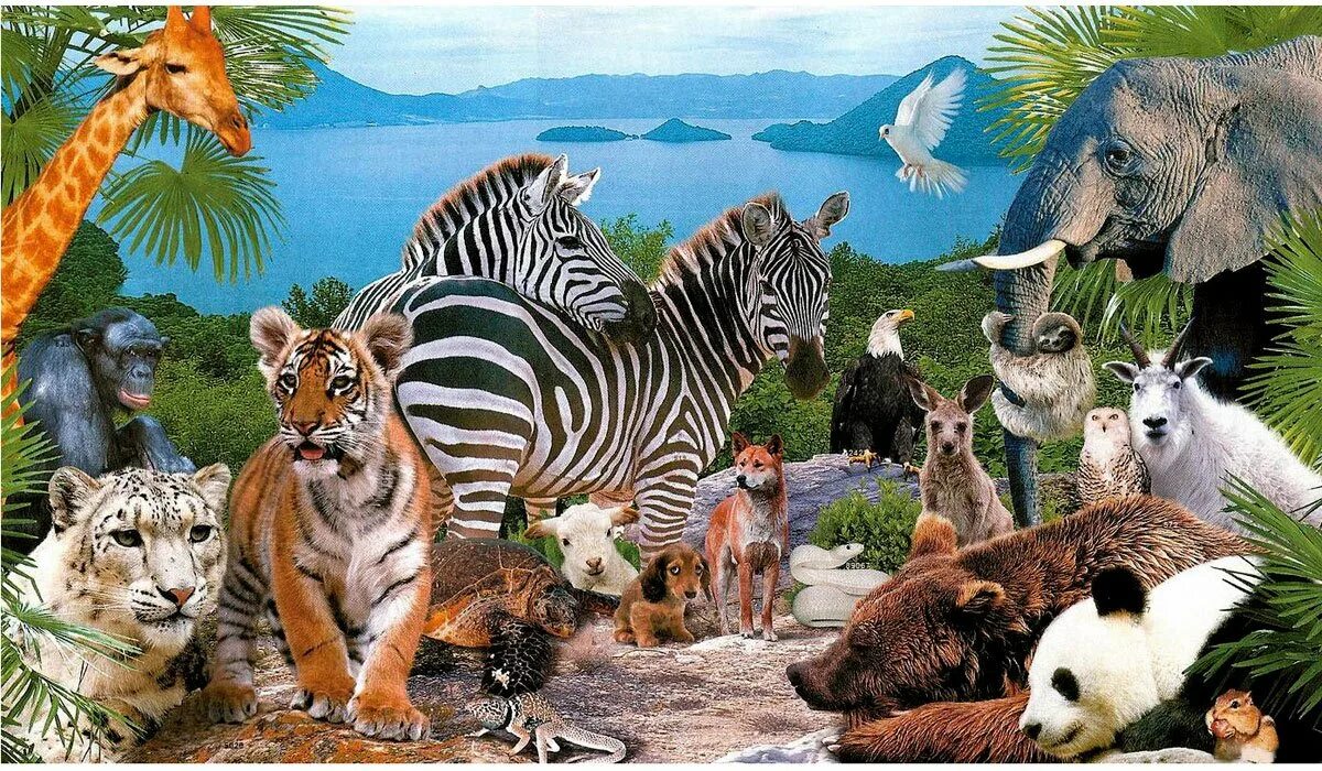 Разно и многообразие. Животный мир. Много животных. Животный мир планеты.