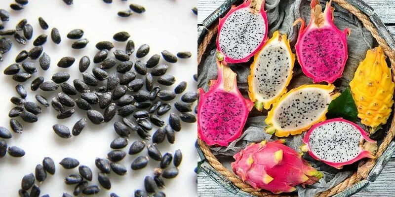 Питахайя из семян. Питахайя росток. Питахайя лимонная. Драконий фрукт. Питахайя из семечки.