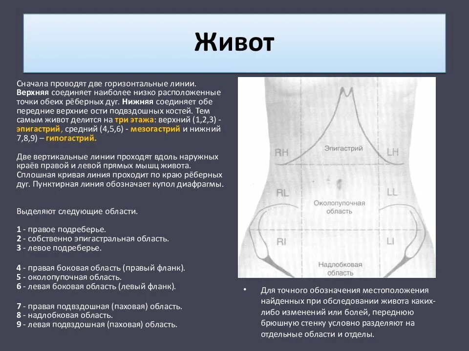 Какие органы в левом подреберье