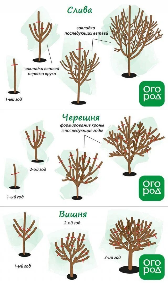 Весенняя обрезка плодовых деревьев. Схема обрезки плодовых деревьев. Обрезка деревьев весной. Обрезка плодовых деревьев весной.