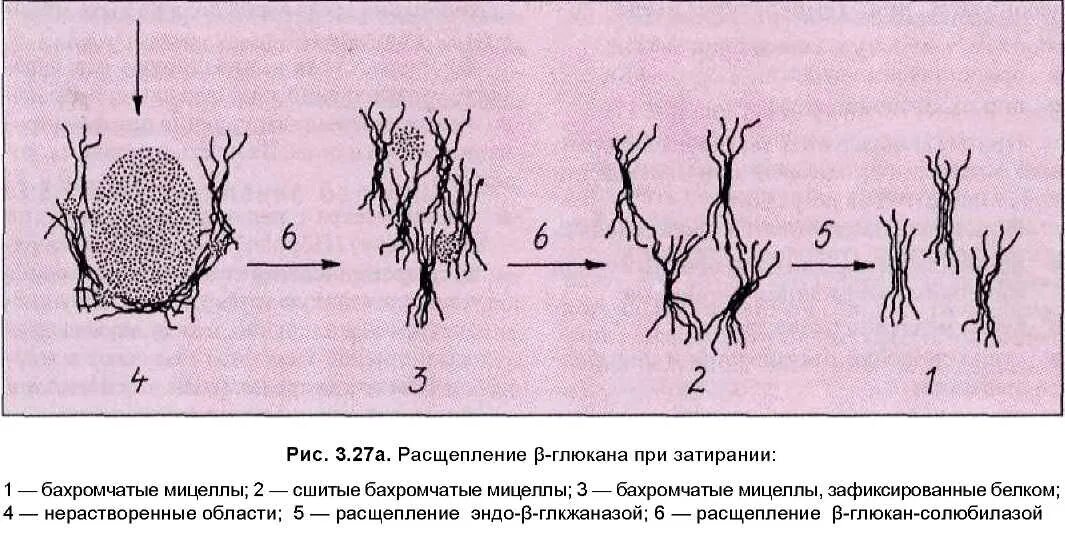 Расщепление латынь. Расщепление это в биологии. Расщепленные кончики расщепленные кончики. Расщепление клетки. Расщепление волос.