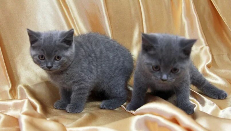 Котята голубого окраса. Котята голубого окраса. Британец кот голубой окрас. Котята голубого окраса. Голубой британец котенок.