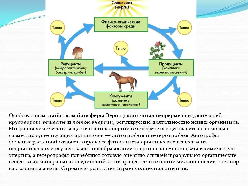 Живые организмы осуществляют круговорот