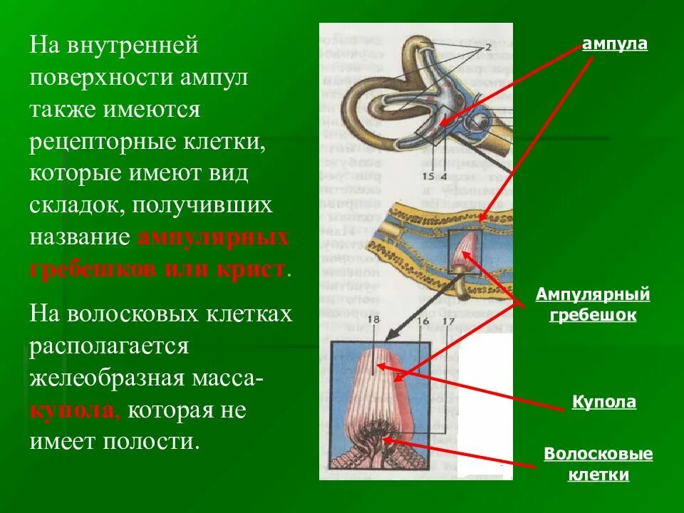 Слова вестибулярный аппарат. Вестибулярный анализатор строение. Функции волосковых клеток вестибулярного аппарата. Вестибулярная волосковая клетка. Вестибулярный анализатор строение и функции.