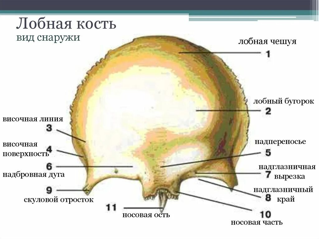 Образование кости черепа. Лобная кость анатомия строение. Кости черепа лобная кость анатомия. Лобная кость структуры кости. Лобная кость анатомия строение и функции.