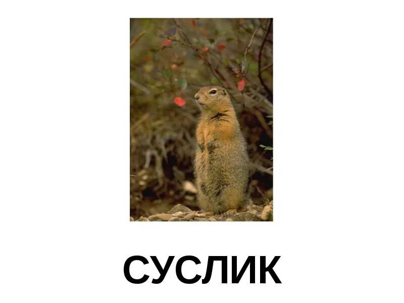 Суслик презентация. Внешний вид суслика. Сообщение о суслике. Сообщение о суслике. Загадка про суслика.