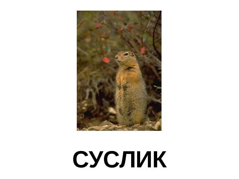 Суслик личность. Надпись суслик. Ежик и суслик. Презентация на тему суслик.