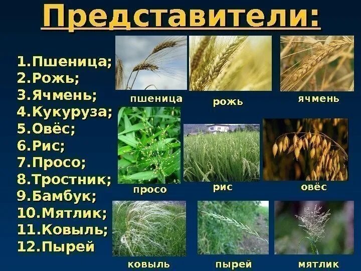 Пшеница цветковое растение. Пшеницу, рожь, просо, овес, ячмень. рожь культурное растение. пшеница рожь кукуруза ячмень. пшеница, рожь, ячмень, овес, кукуруза.