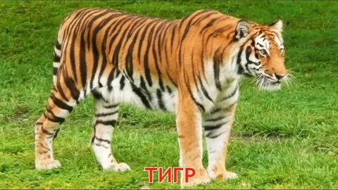 Отдельный настоящий