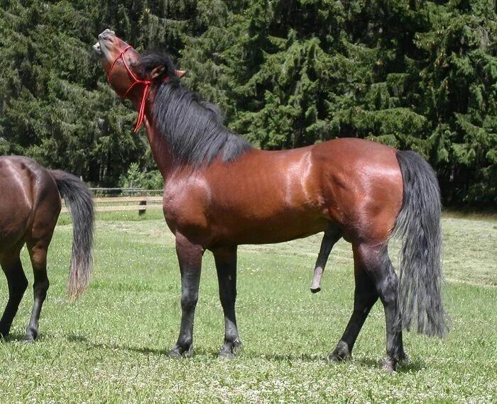 Лошади совокупляются. Кроет кобылу. Кроет кобылу. Оплодотворение лошадей. Покрыть лошадь.