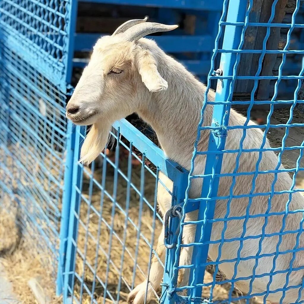 Зоопарк сосновый бор винзили. Тюменский зоопарк винзили. Верблюдица. Зоопарк т. Зоопитомник тюмень винзили.