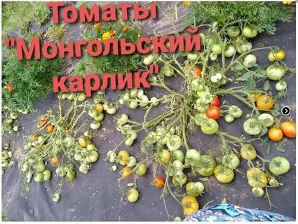 Помидоры монгольский карлик на рассаду когда сеять