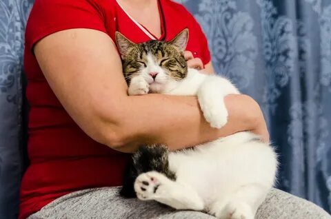Кот нрав
