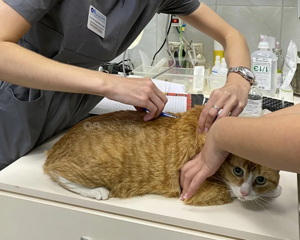 Прививки кошке перед дачей. Вакцинация кошек. Прививка для кошек. Осмотр животных. Осмотр кошки.