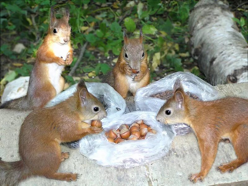 Пять бельчат выстроились как показано. Белка с бельчатами. Бельчата-двойняшки. Три белочки. Бельчата.