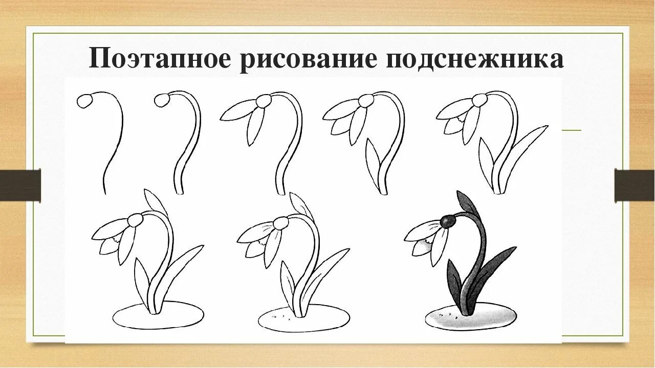 Рисуем подснежники поэтапно презентация. Поэтапное рисование подснежника. Пошаговое рисование подснежника. Подснежник поэтапное рисование для детей. Поэтапный рисунок подснежника.