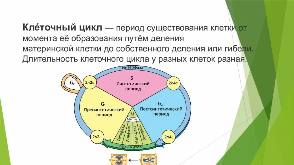 Синтетический период жизненного цикла клетки. Стадии жизненного цикла клетки. Клеточный цикл 11 класс. Постсинтетический период жизненного цикла клетки митоз. Жизнь клетки до ее деления