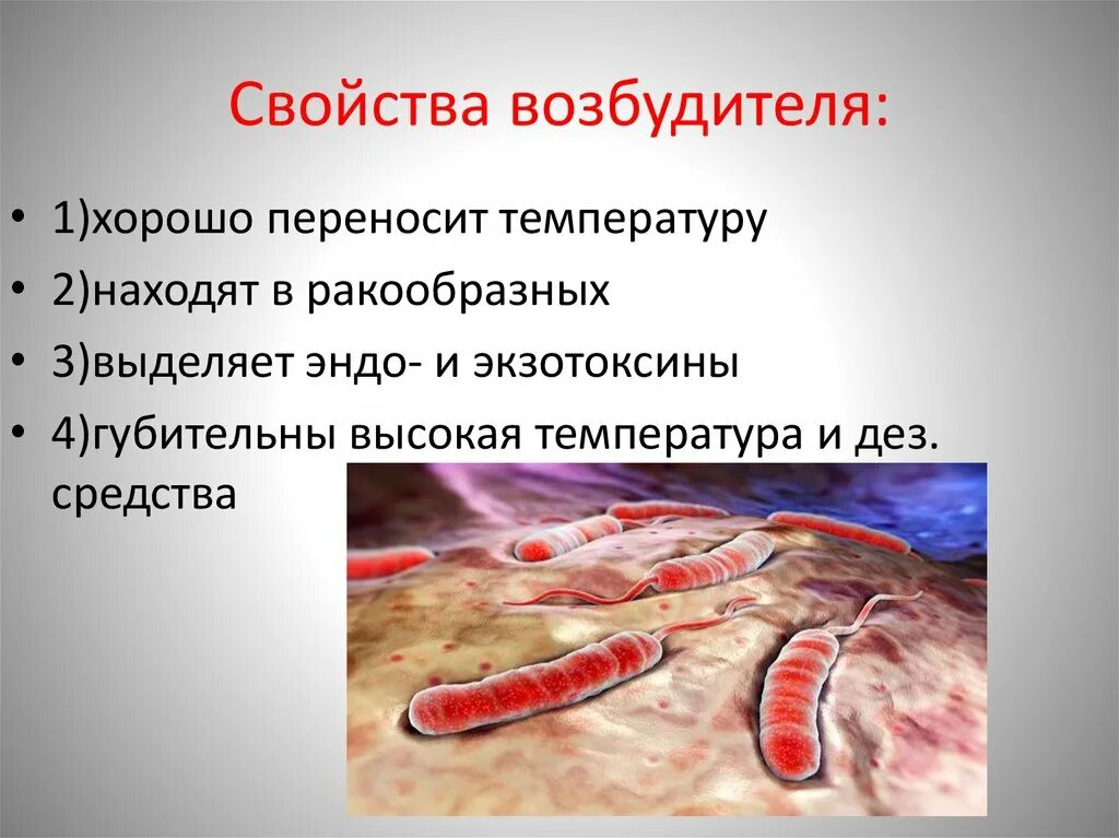 Специфическая профилактика холеры. Холера характеристика возбудителя. Особенности возбудителя холеры. Биологические свойства возбудителей холеры. Свойства возбудителя холеры.